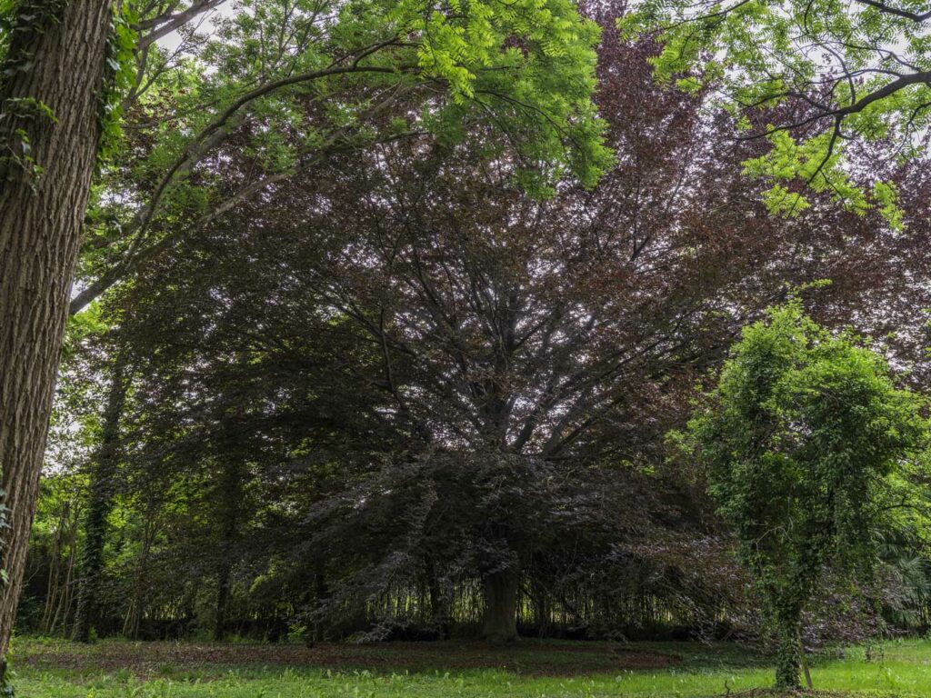 Il Faggio monumentale