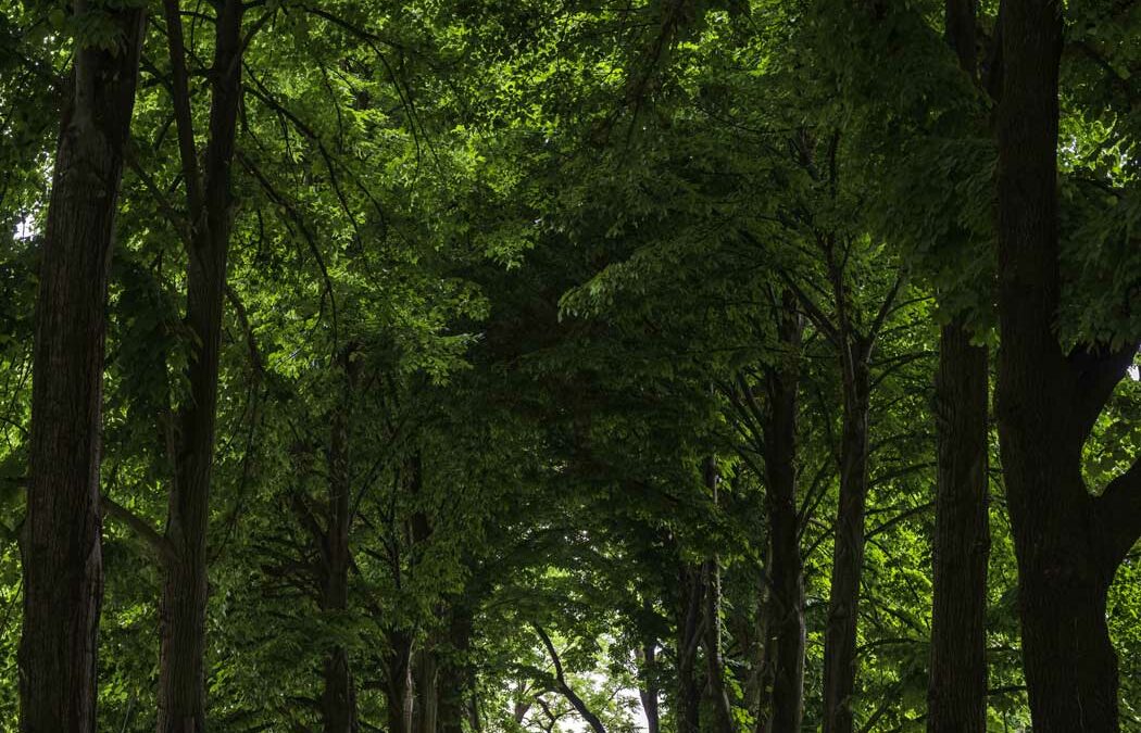 Villa Busetto Giarabassa