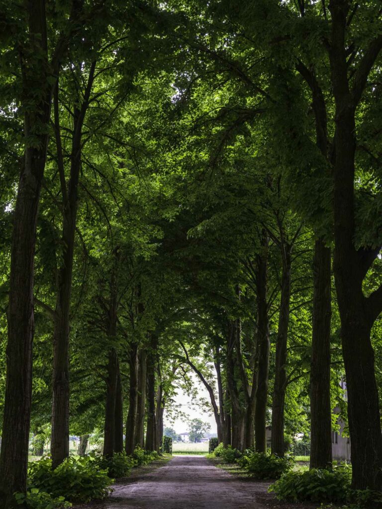 Il viale di Tigli