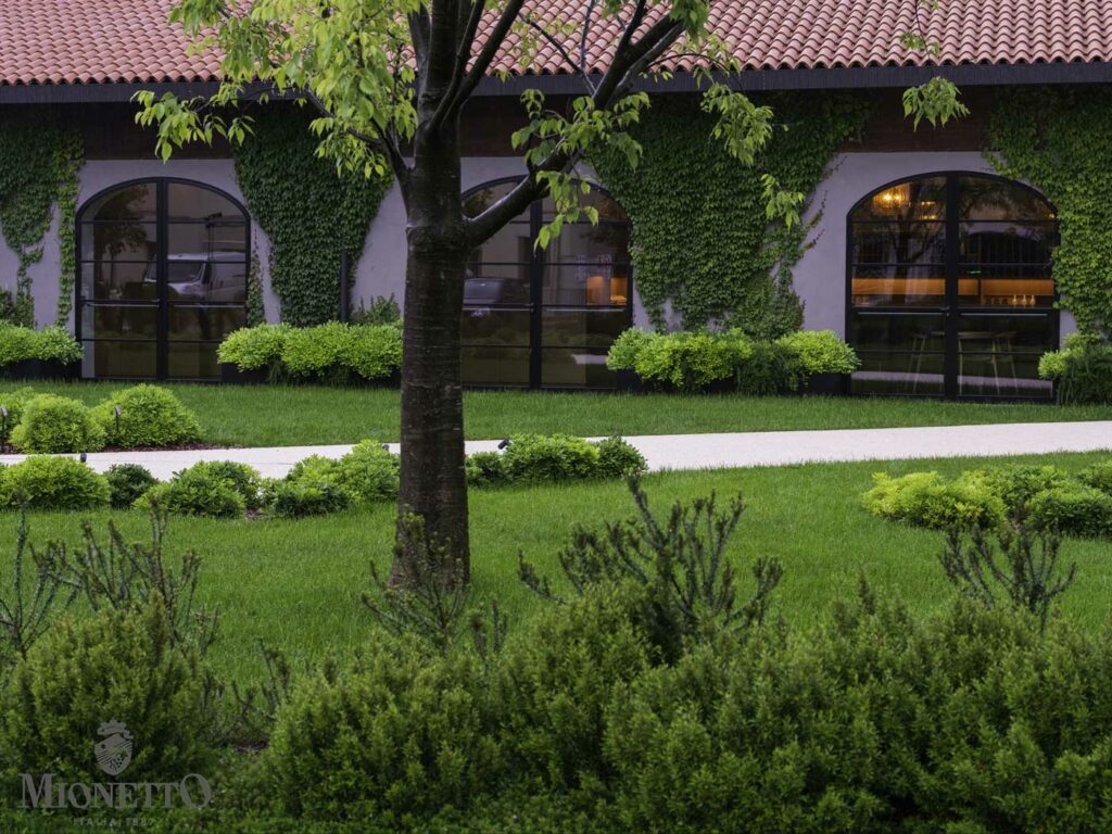 Il Celtis australis di Piazza Italia